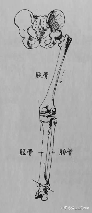 腿部结构 详解1速写 知乎 