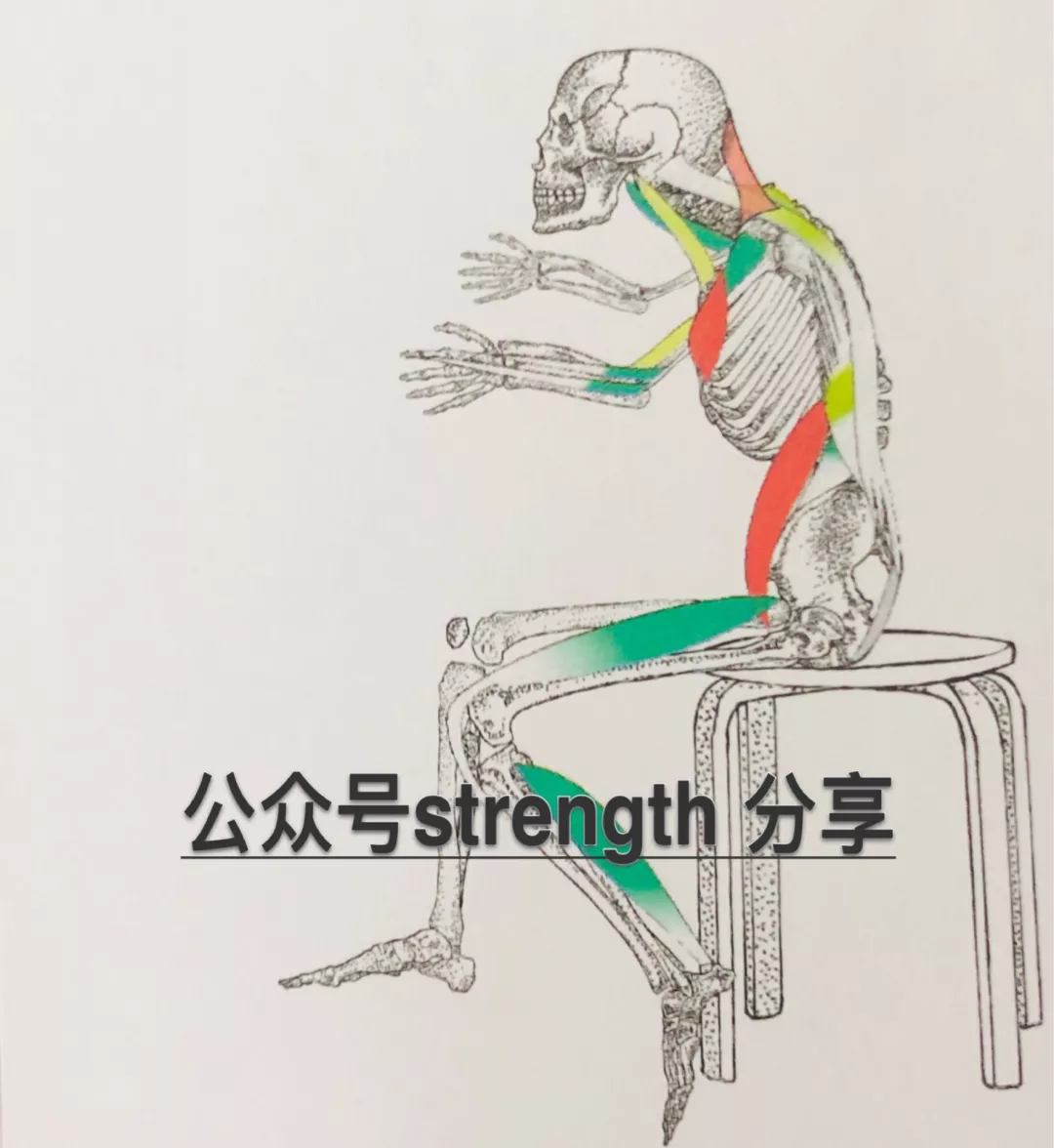 條中的背闊肌鏈條——背闊肌b鏈條螺旋肌肉鏈基礎功能螺旋肌肉鏈功能