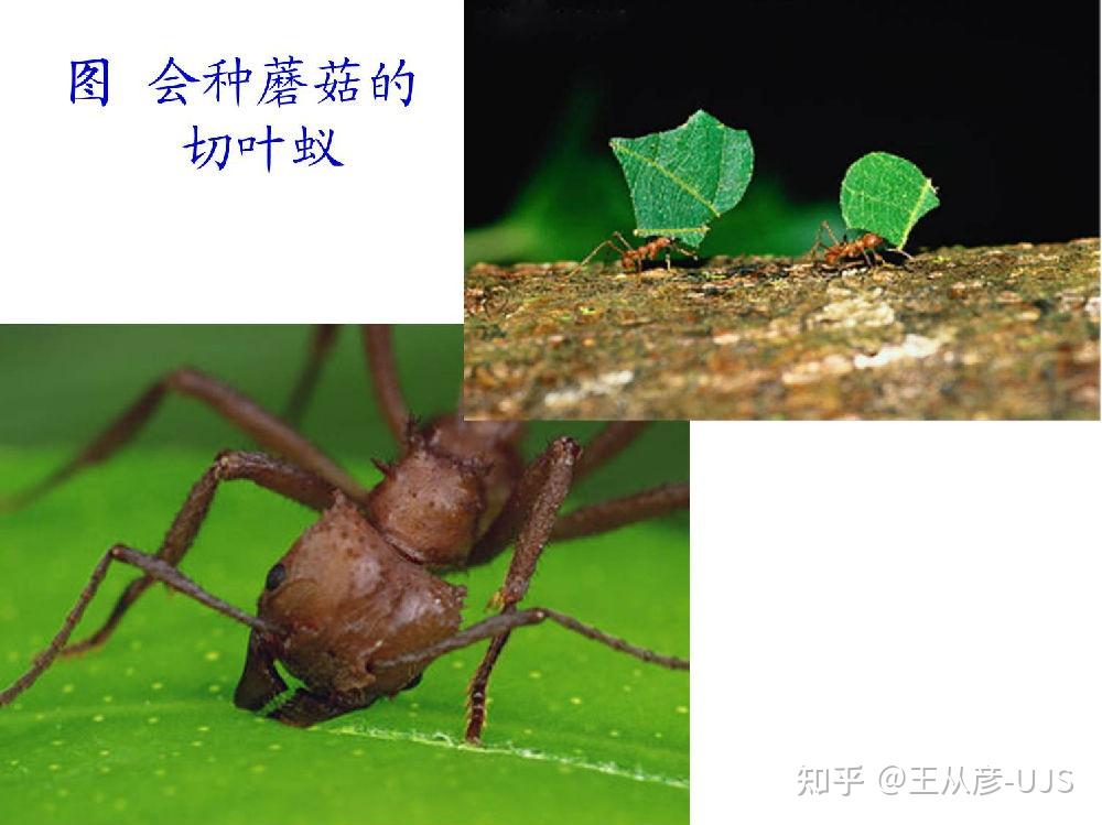 生物之间的共生及其基本类型 - 知乎