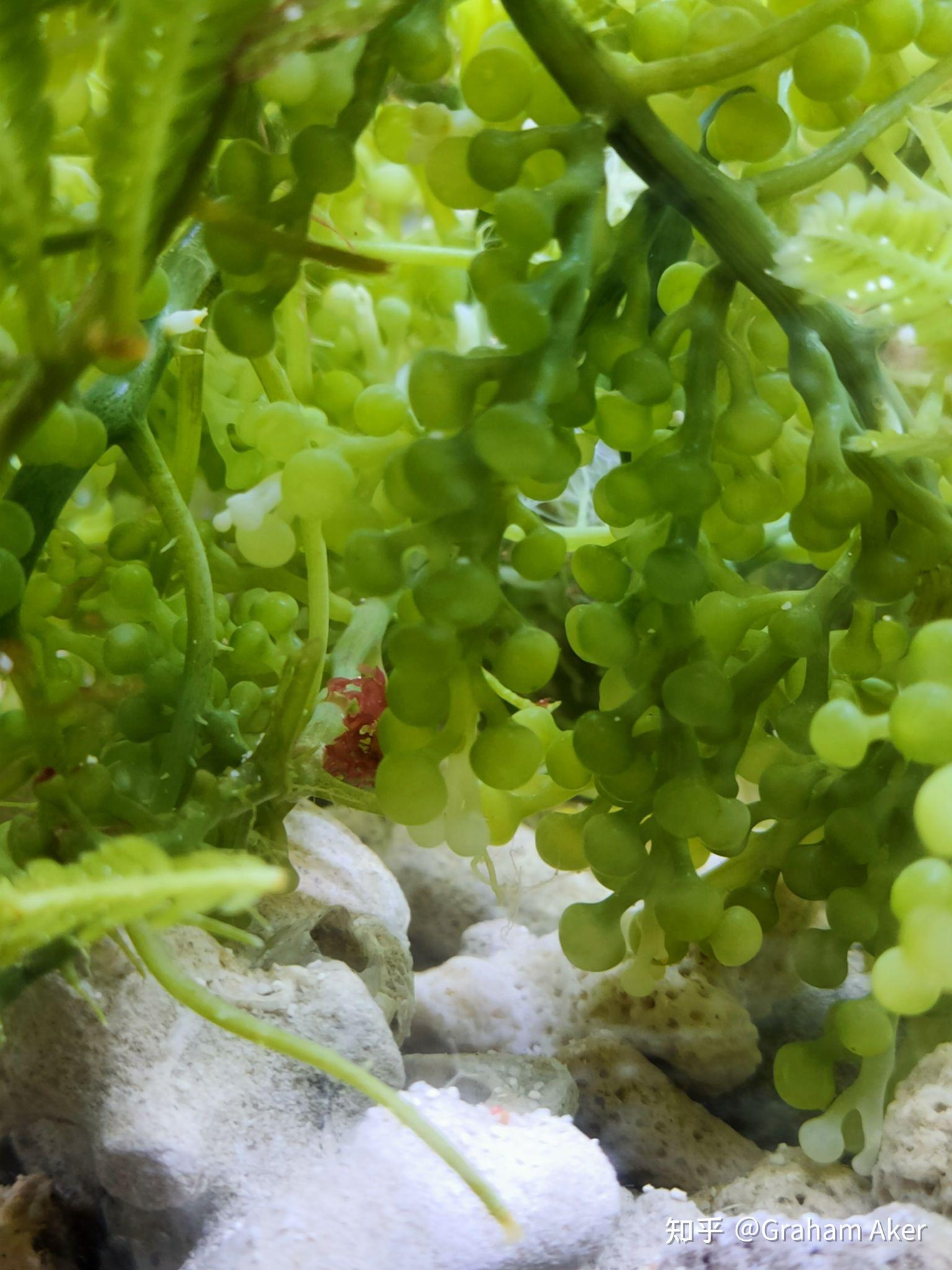 藻缸的藻有一天几乎全部白化