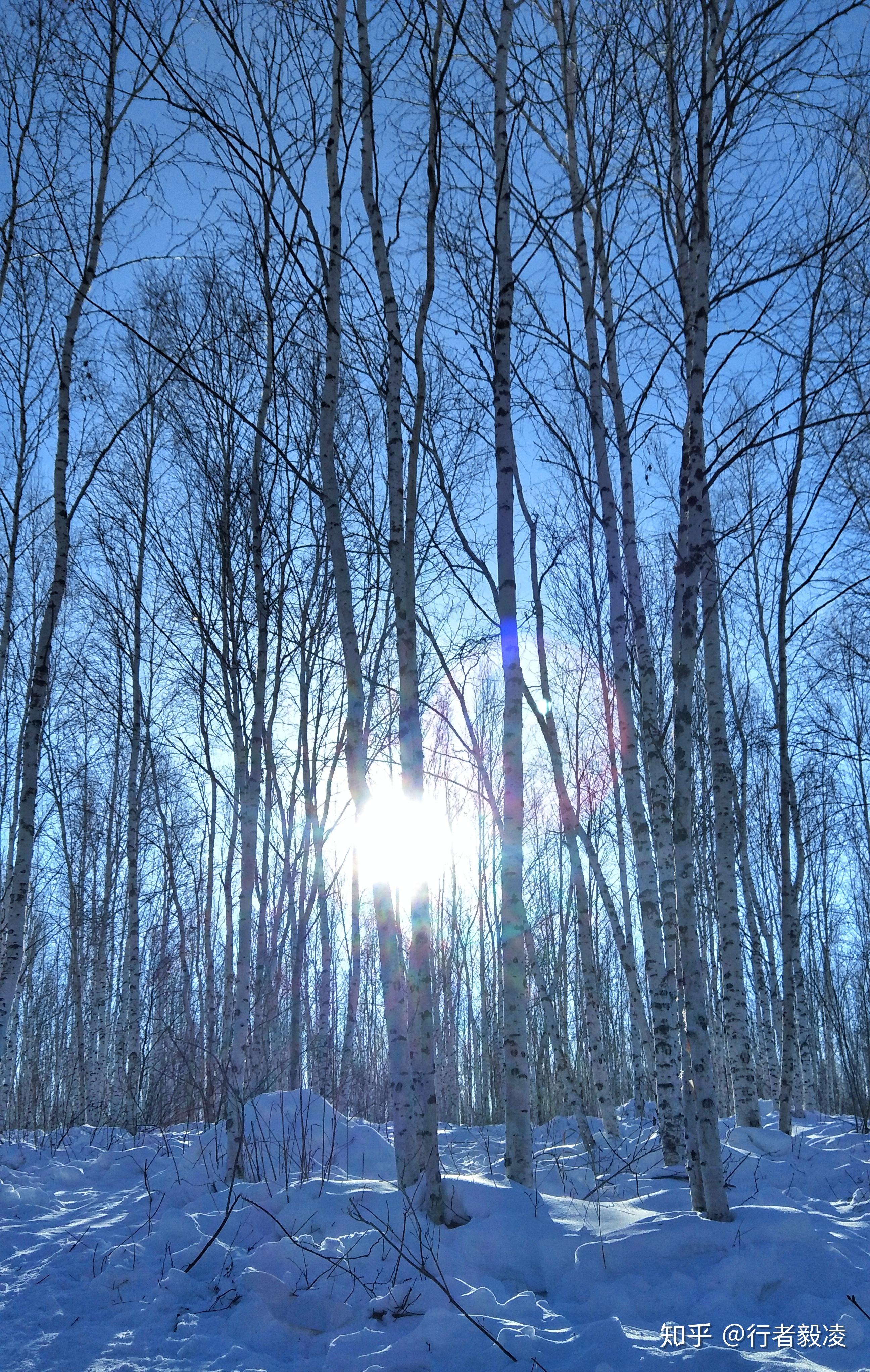 黑龙江篇唯美白桦林