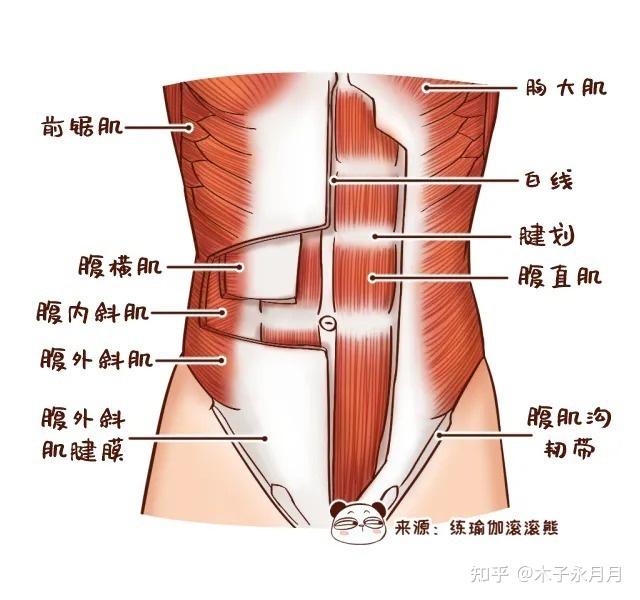 腹内斜肌腱膜图片