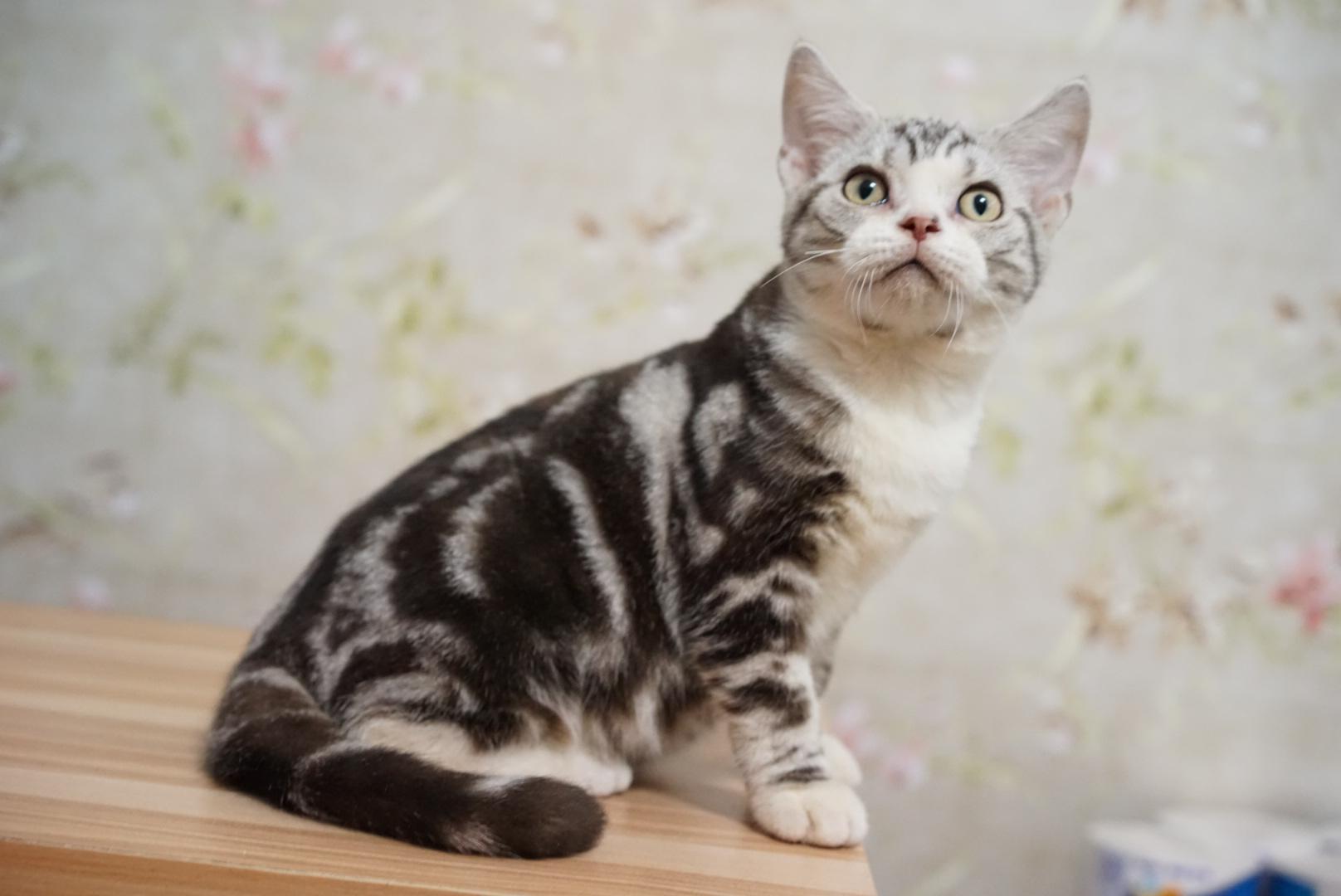 cfa注册美国短毛猫舍美短多种颜色图组 - 知乎