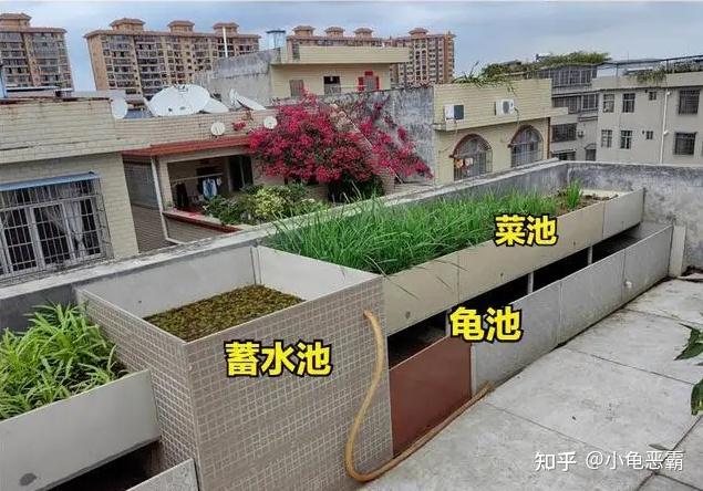 庭院养龟池的建造图图片