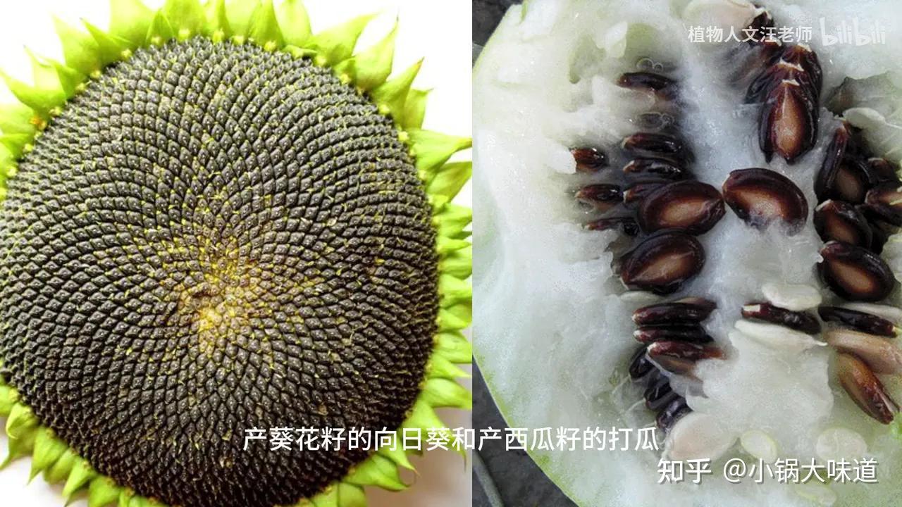世界上最贵的瓜子,中国古老零食栝楼籽 - 知乎