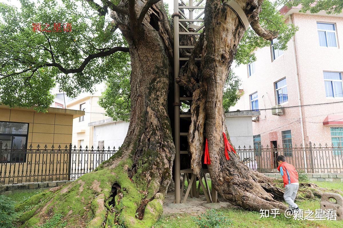 宁波的市树,为什么是樟树?到底谁是最古老的樟树王 - 知乎