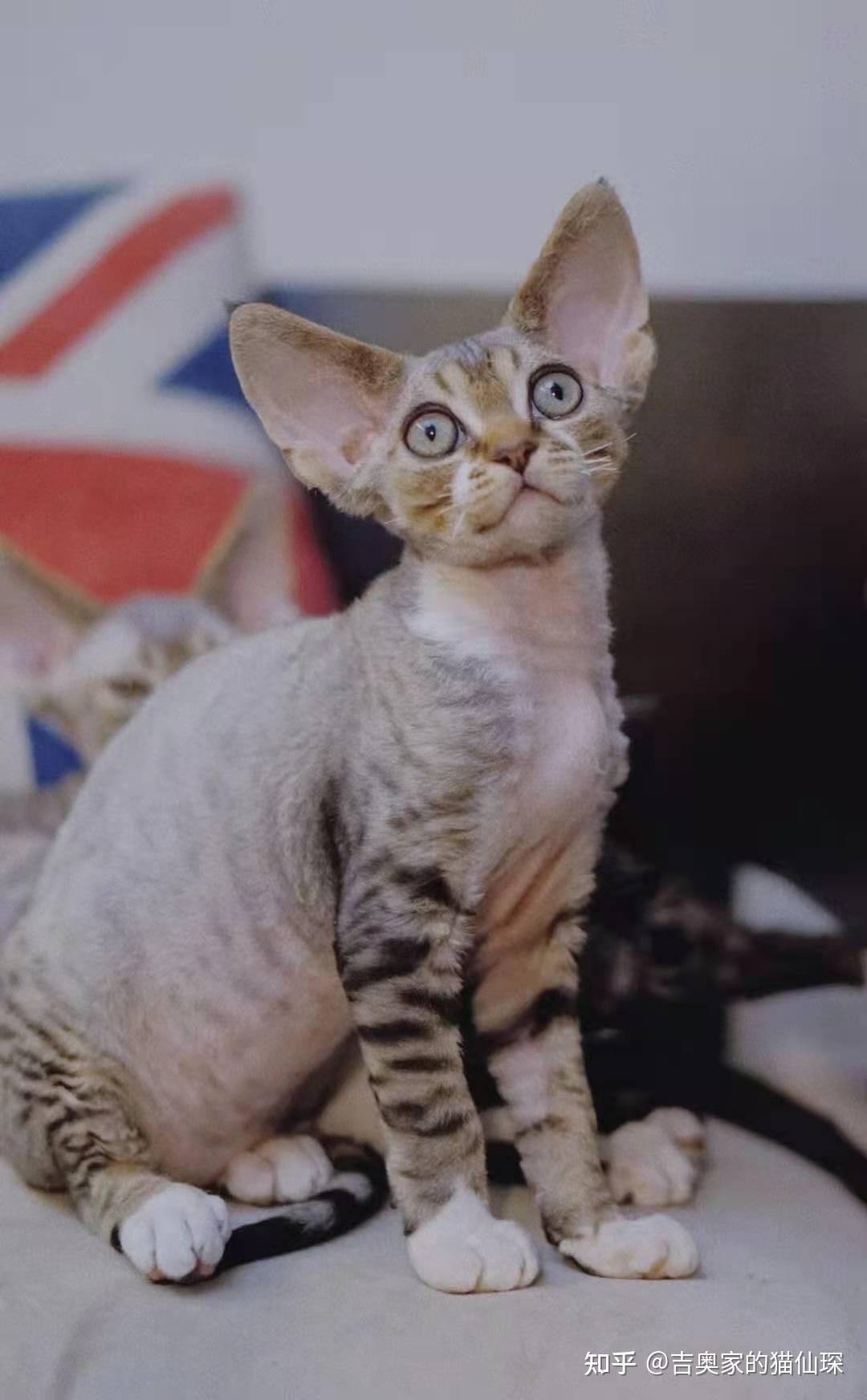 吉奥家的德文卷毛猫幼猫展示专栏二