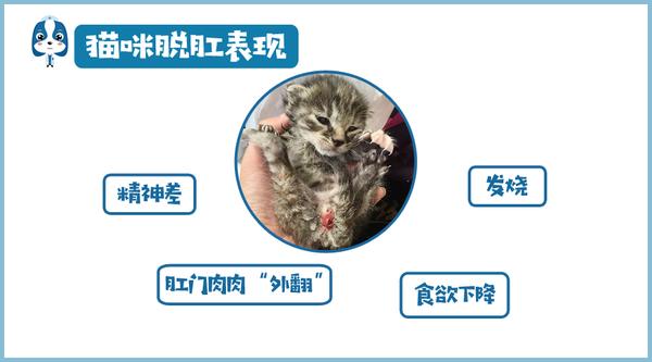 猫咪脱肛】猫咪屁股上的肉肉外翻，要用力塞回去么，怎么治呀？！ - 知乎