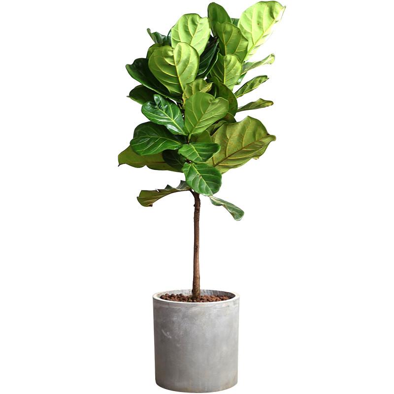 高格调植物——琴叶榕