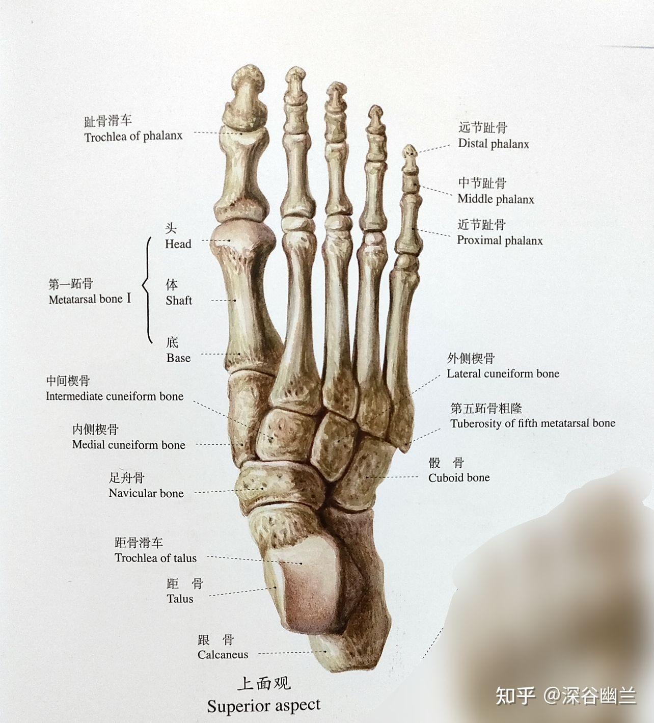 脚面骨的位置图图片