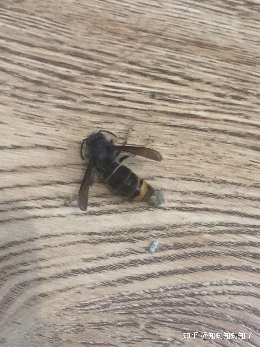 被黄蜂蛰了严重吗