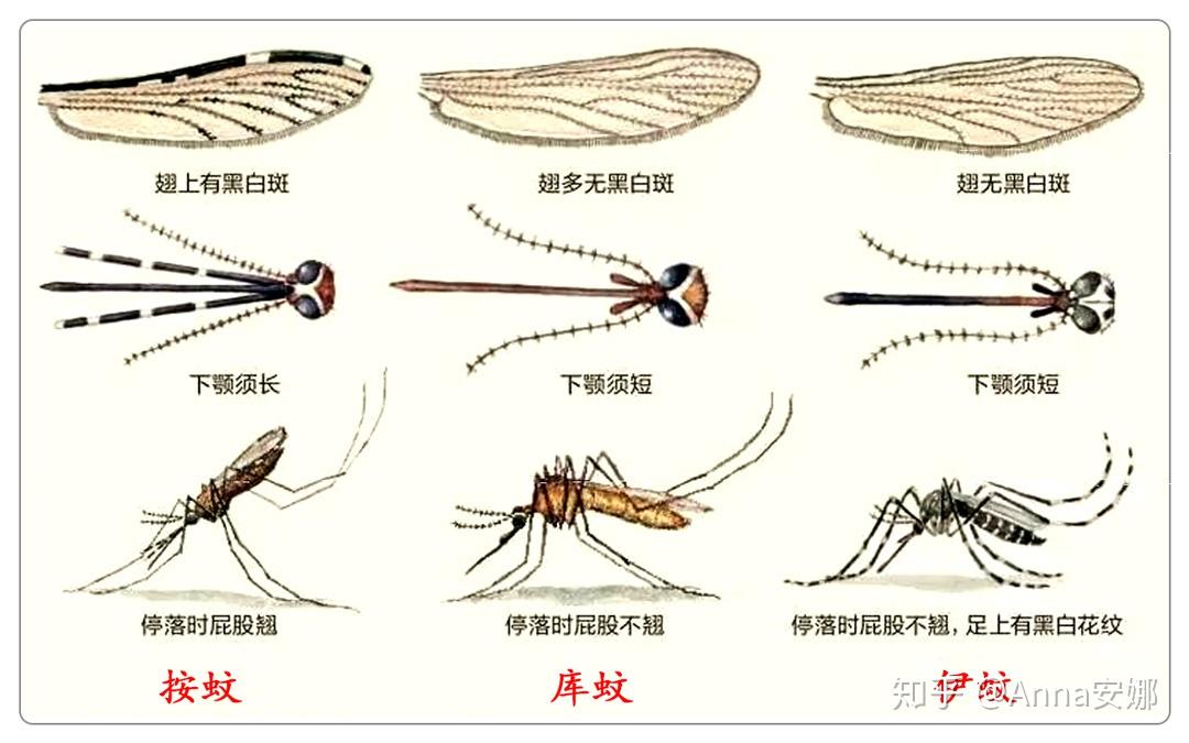 靠谱驱蚊攻略：4中驱蚊成分分析，10点防蚊建议。 知乎