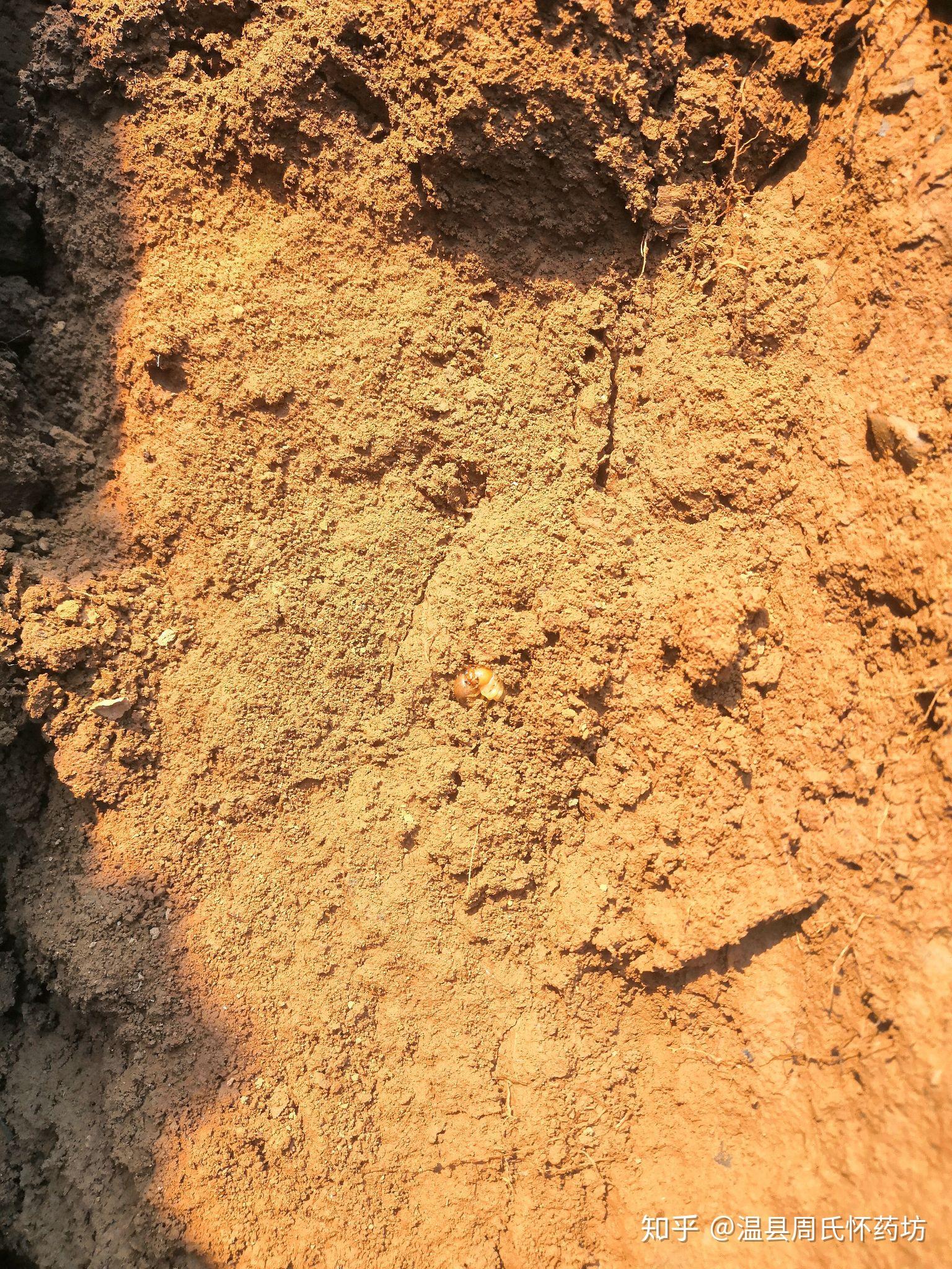 纯正的有机垆土地铁棍山药