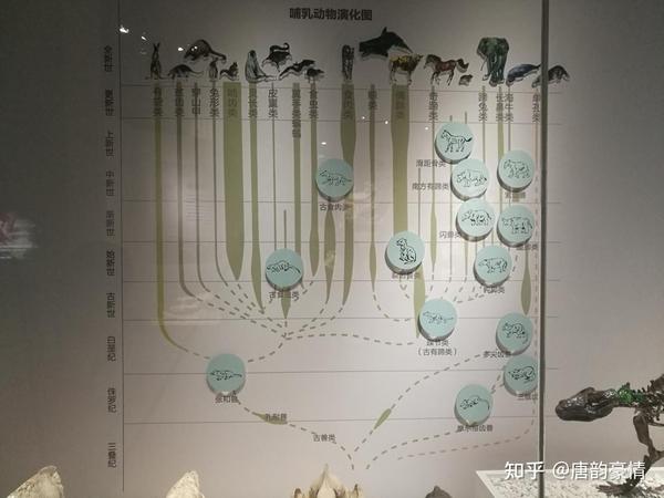 国家自然博物馆的哺乳动物化石 - 知乎
