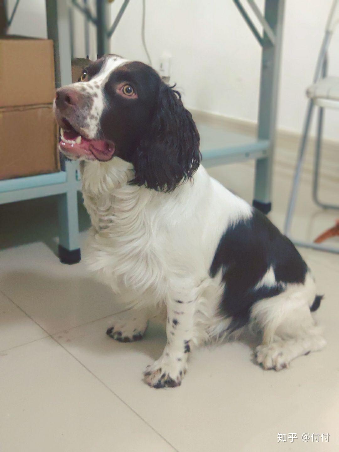 怎么看小狗能不能立耳 v2-d0339212c1dda935869296d06e449517_r.jpg