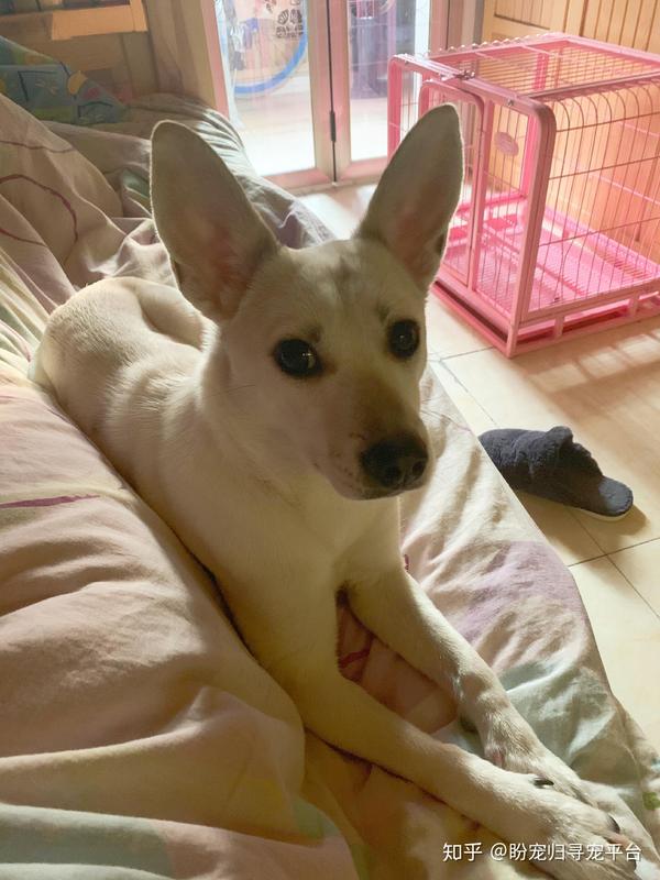 天津河北大街寻找中华田园犬 知乎