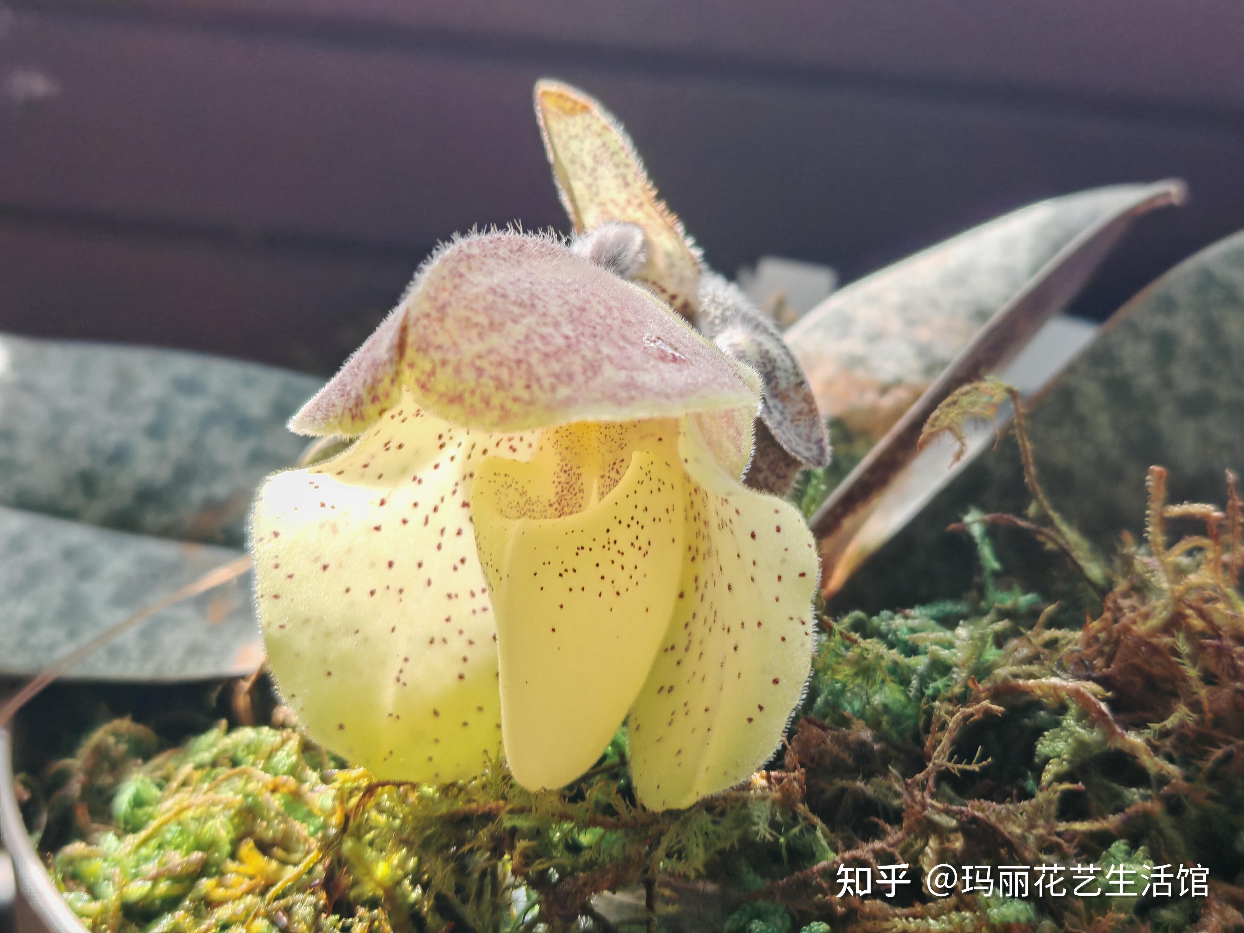 10种常见的兜兰品种,外形奇特,可可爱爱 - 知乎