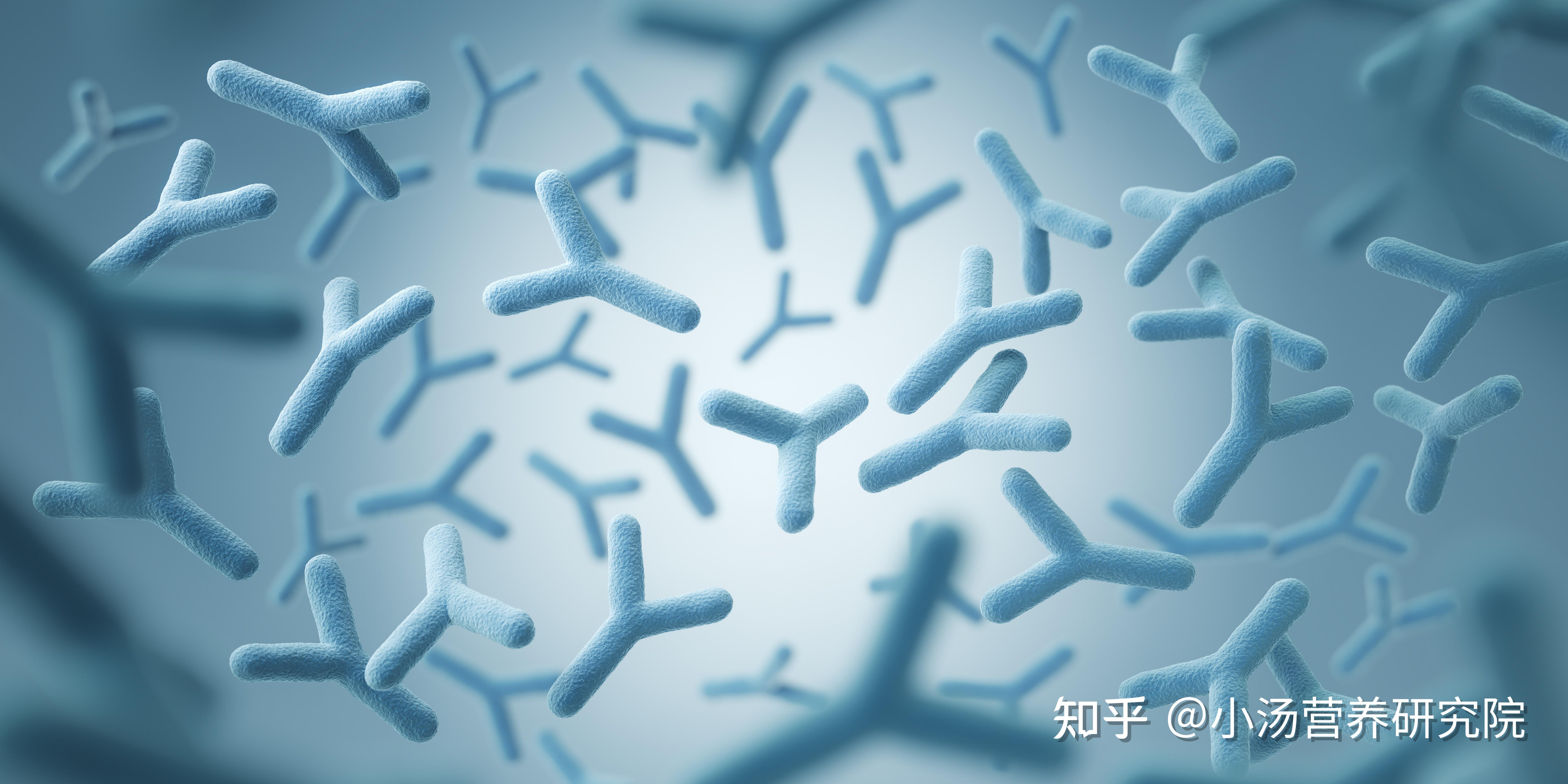 维持肠道健康的关键?揭秘肠道两大 “主力菌” - 知乎