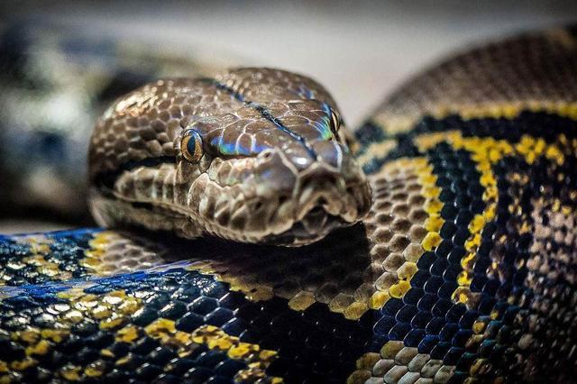澳大利亚蟒蛇图片