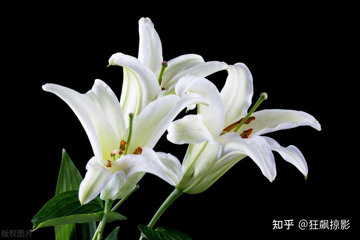 【情感花语】百合花：从中国到世界的神奇之花 - 知乎