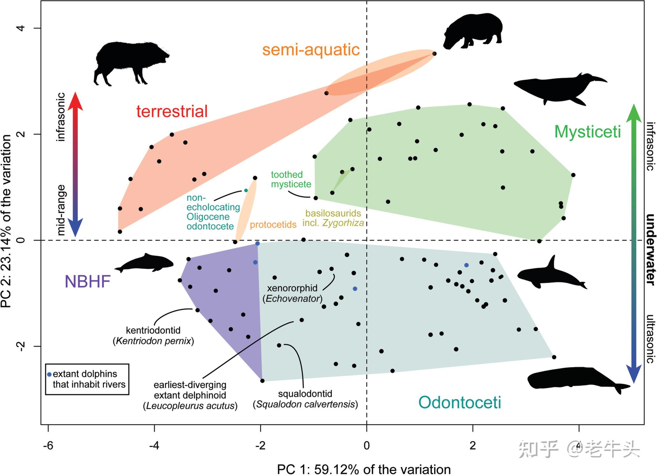 Clam fossils help scientists find errors in evolutionary tree