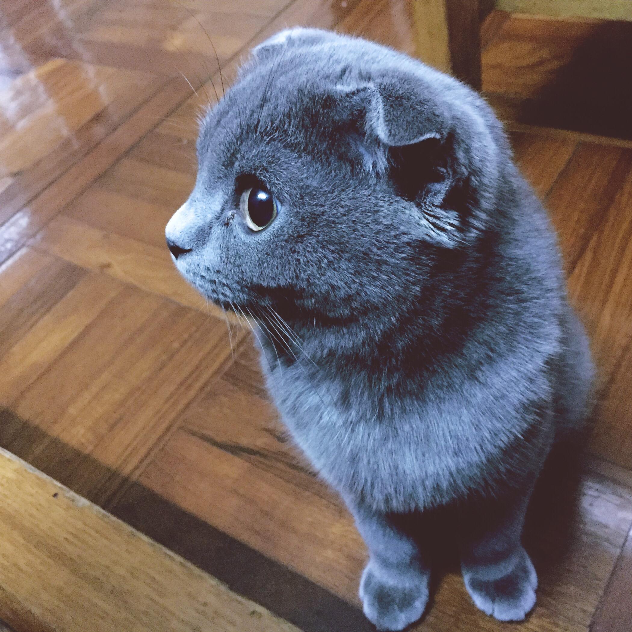 蓝猫界彭于晏maru,假猫真狗一只