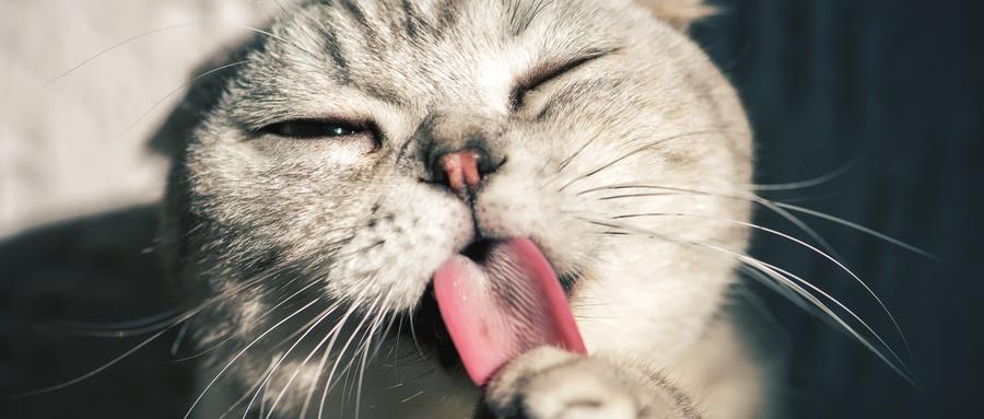 猫咪吸食猫薄荷到底好不好