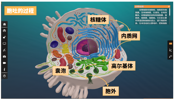 一,细胞骨架的结构