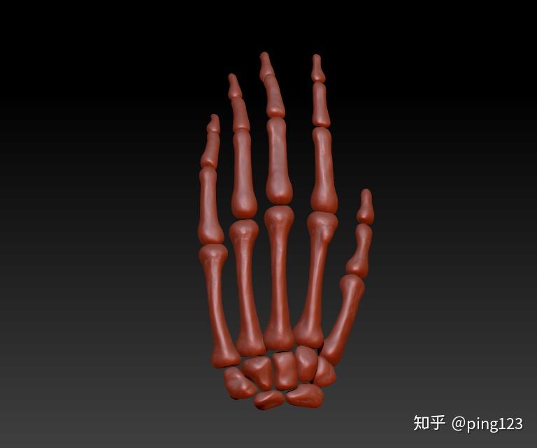 人手骨3d模型图下载,手腕骨图片,手指骨3D图设计三维模型,3D医学模型人体手部骨骼模型