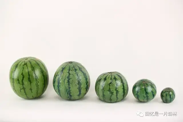 那个夏天我偷了一个西瓜