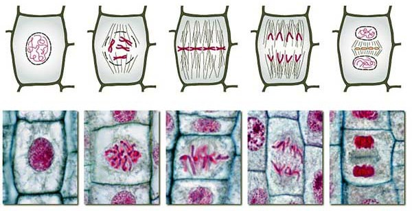 topic 1.6 cell division 細胞分裂