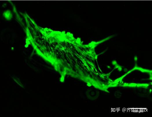 CELLINK A/CELLINK A-RGD/CELLINK FIBRIN离子溶液交联生物打印墨水 - 知乎
