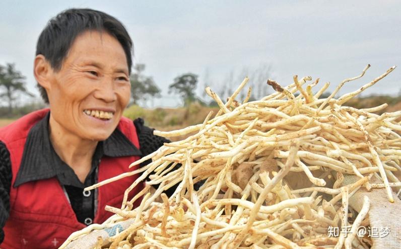 偃师山化镇:银条丰收 村民增收