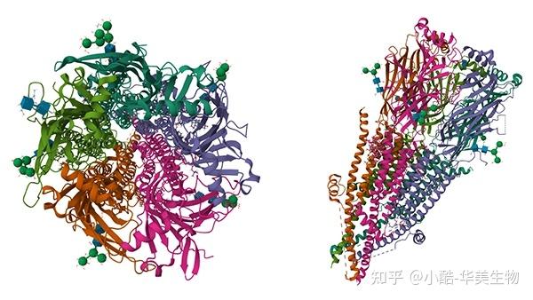 乙酰胆碱受体α1亚基（CHRNA1）：结构、功能机制及相关疾病研究进展 - 知乎