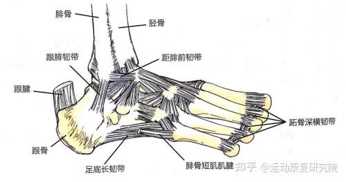 走路、运动，脚后跟疼？引起足跟痛的4大常见原因！ - 知乎