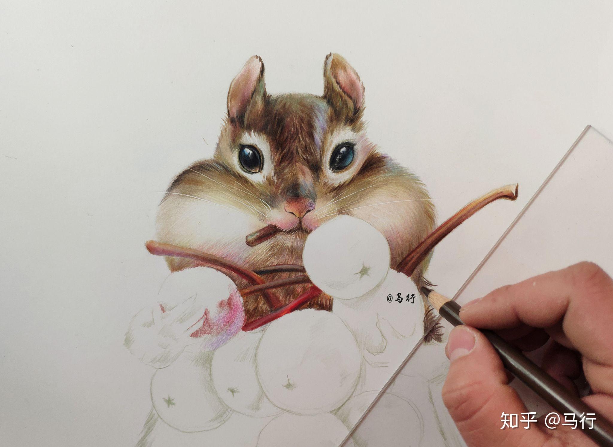 彩铅花栗鼠马行彩铅画