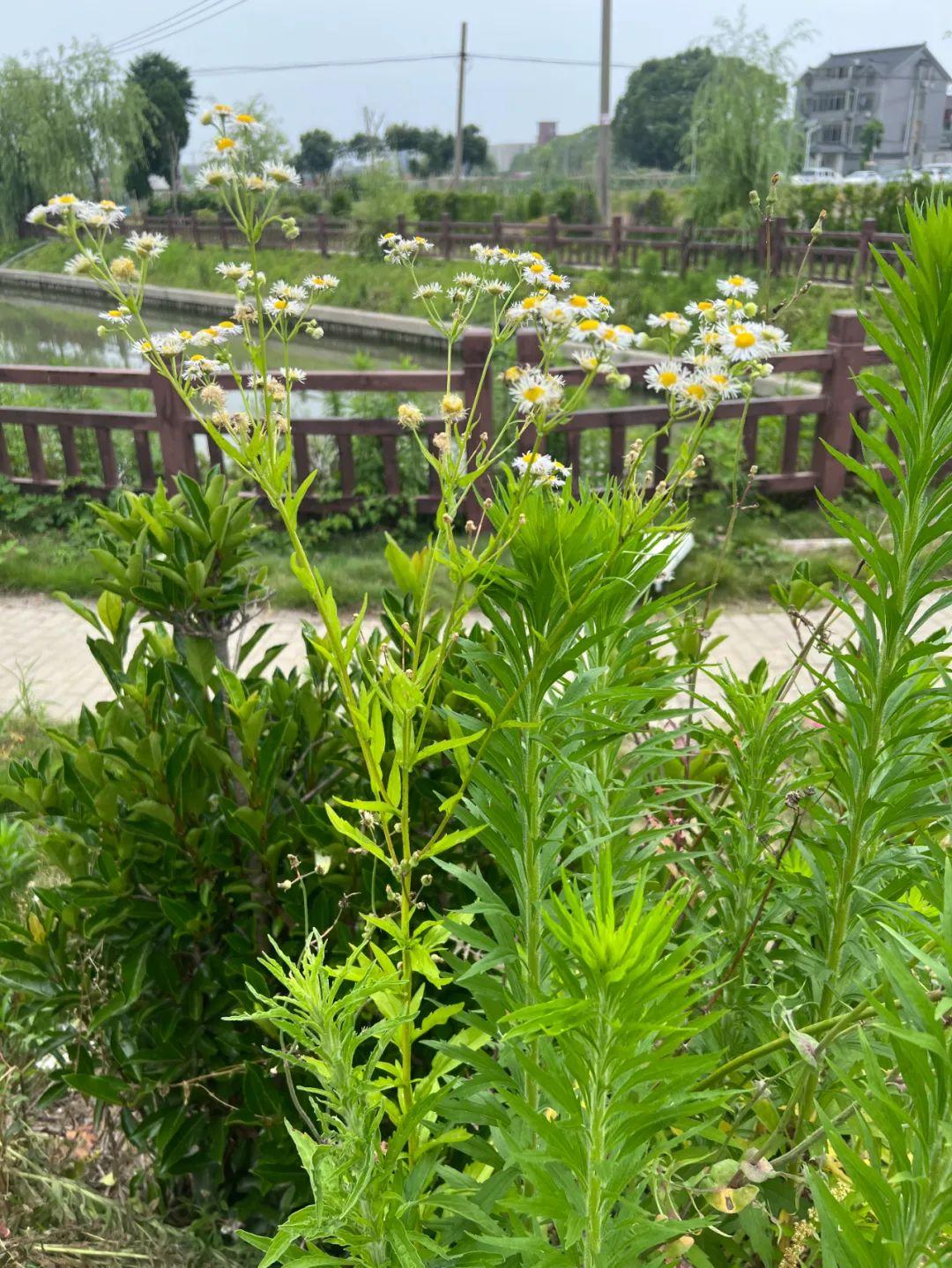 和植物科学数据中心的图一致.