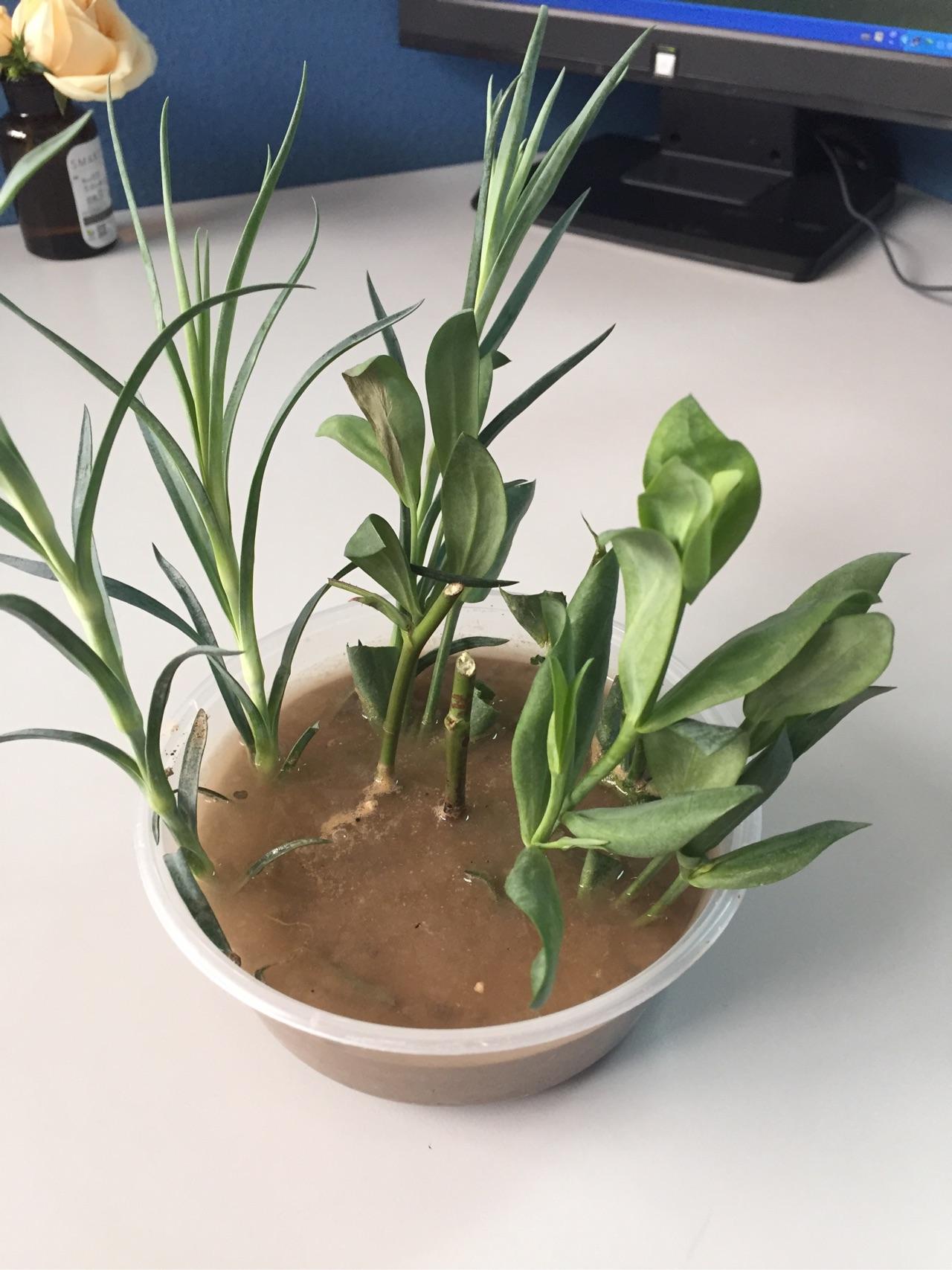 桔梗花和矮牵牛的种植历程