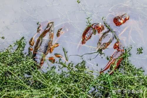 什么季节好钓小龙虾 v2-d0aef433a15f8e82d64e329f7a7fc0fb_r.jpg
