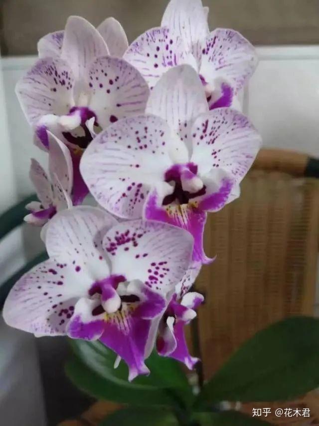 什么是原生种蝴蝶兰 v2-d0b279e6c5f65fb03653d0bd279471f3_r.jpg