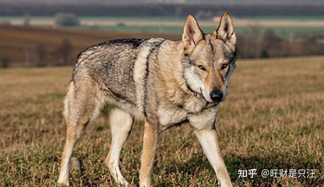 为何越来越多人养“捷克狼犬”,网友:养了就不想换狗