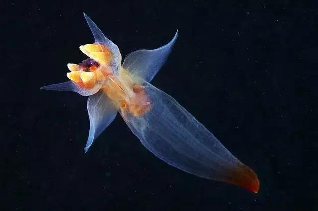 深海有什么恐怖的生物? - 知乎