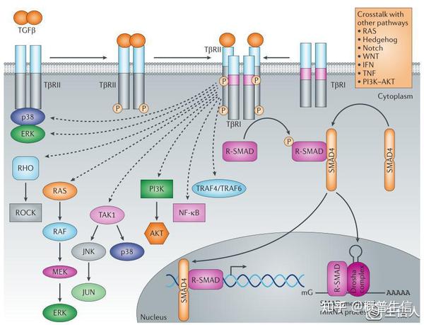SCI热点分子|TGF-β对癌症免疫应答的调控 - 知乎