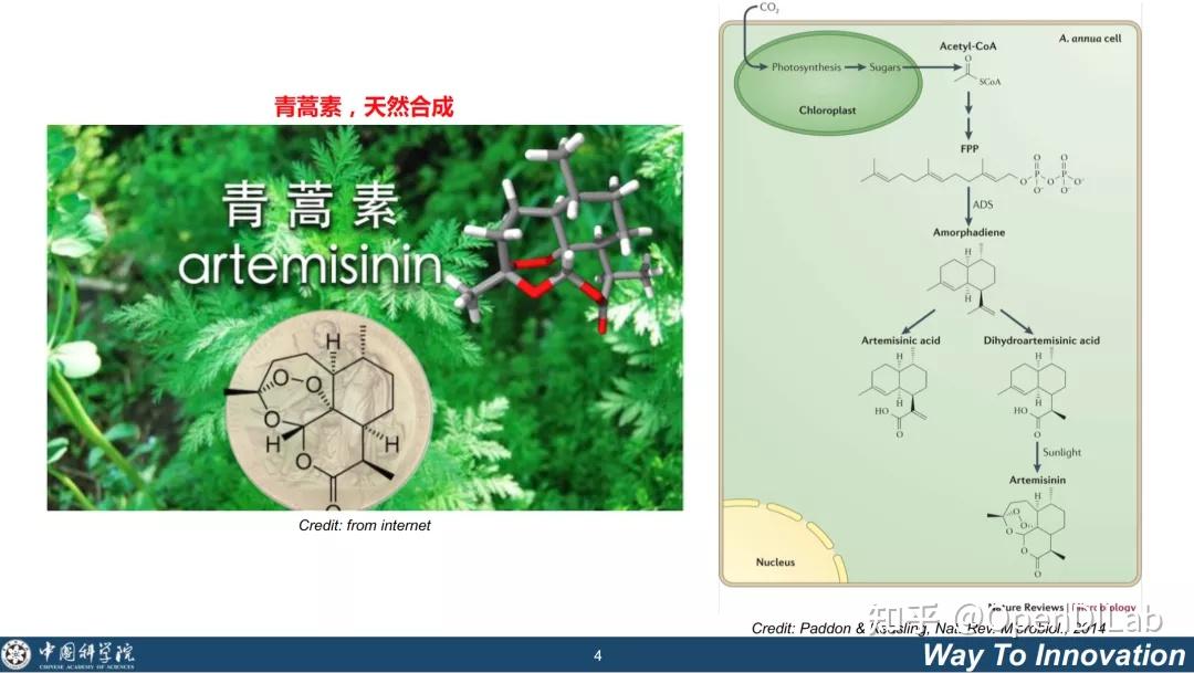 关于合成生物,举两个应用案例来帮助大家了解,一是青蒿素,二是淀粉.