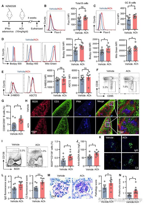 Cell Metabolism|中山大学附属第一医院张辉教授、杨念生教授团队发现脾成纤维网状细胞可促脂质代谢驱动自身反应性B细胞响应 - 知乎
