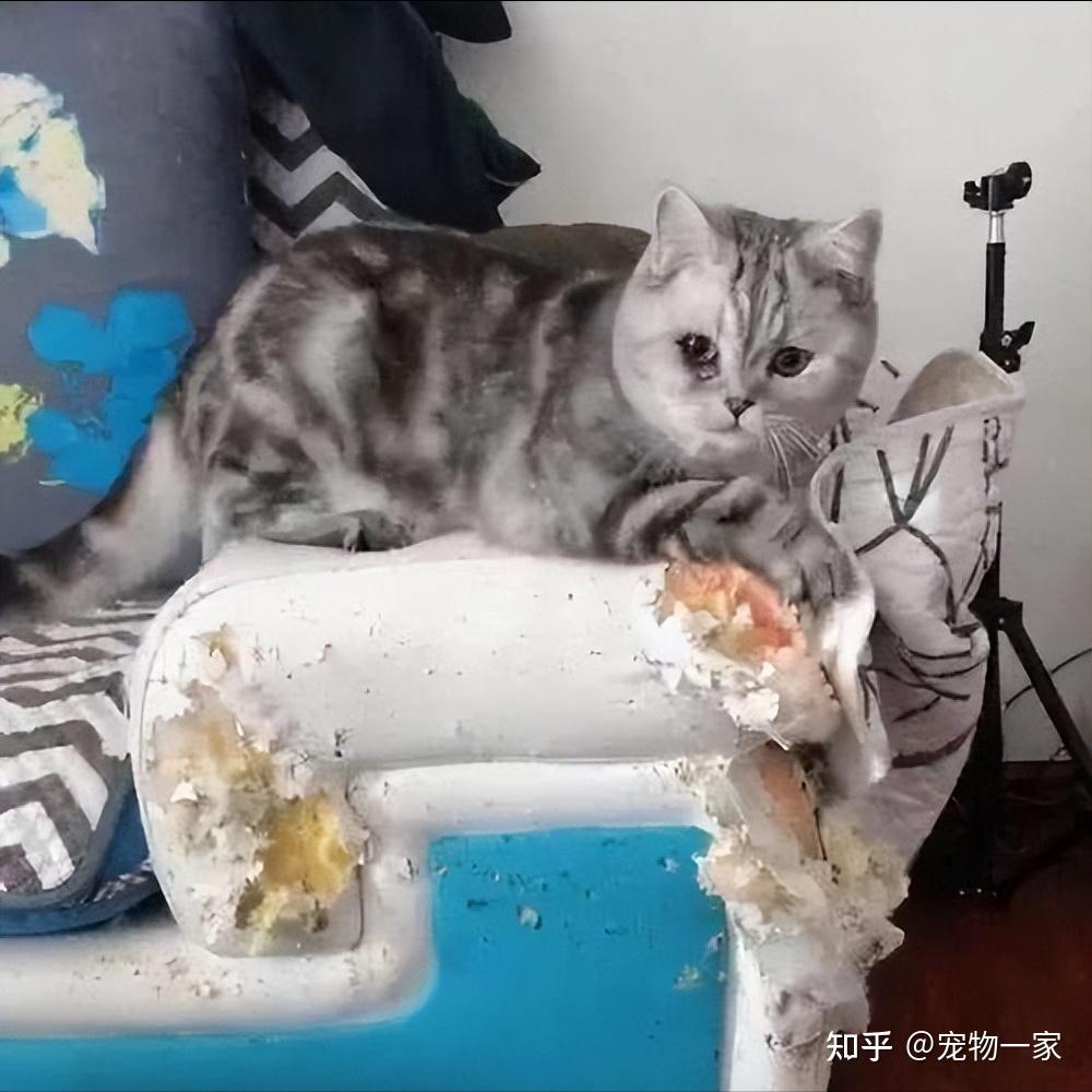 猫咪“刻板行为”背后的警示！它非常需要你的关注和照顾 - 知乎