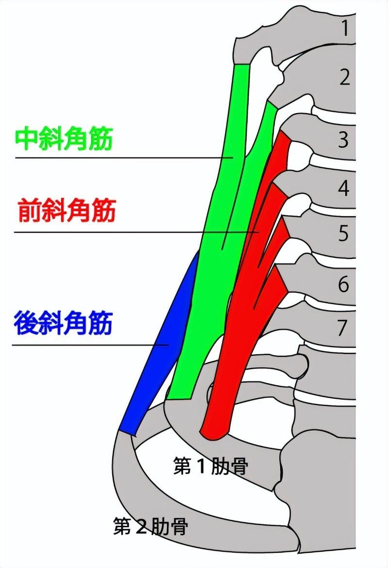 前斜角肌图片图片