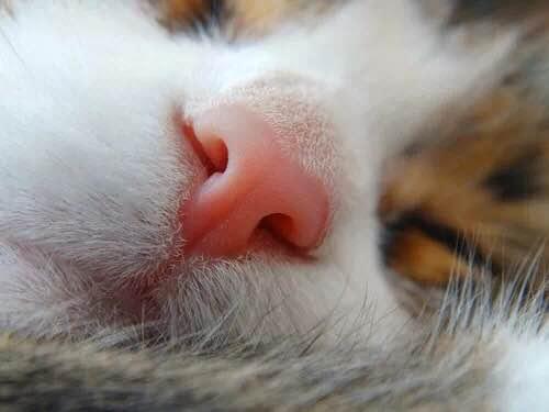 关于猫咪长斑的疑问 猫咪鼻子上有小斑点怎么回事 知乎