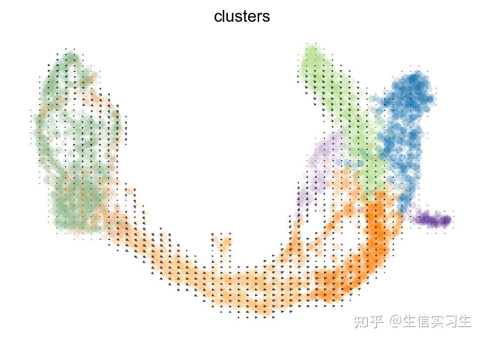 单细胞scVelo动态模型基础教程 - 知乎