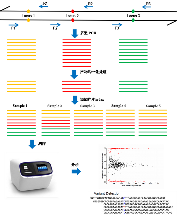 SNP基因分型 - 知乎
